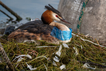 Bird hatching eggs. Great crested grebe with plastic waste. Podiceps cristatus in nest. Plastic pollution and nature conservation concept.