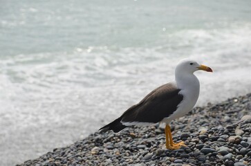 lima 4