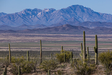 The southern Arizona desert landscape