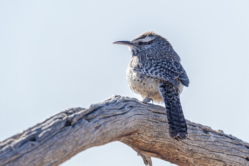 Cactus wren sits on a branch in the desert sun