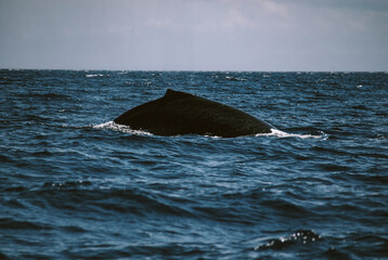 Fototapeta premium A massive gorgeous humpback whales showing their fin and tail and splashing off the coast of Maui, Hawaii during mating season