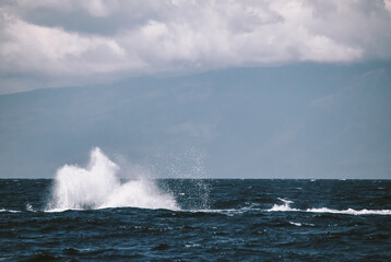 A massive gorgeous humpback whales showing their fin and tail and splashing off the coast of Maui, Hawaii during mating season