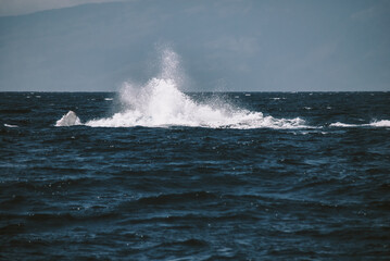 A massive gorgeous humpback whales showing their fin and tail and splashing off the coast of Maui, Hawaii during mating season