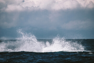A massive gorgeous humpback whales showing their fin and tail and splashing off the coast of Maui, Hawaii during mating season