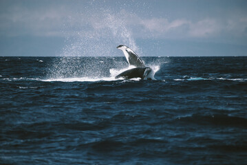 A massive gorgeous humpback whales showing their fin and tail and splashing off the coast of Maui,...