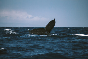 Fototapeta premium A massive gorgeous humpback whales showing their fin and tail and splashing off the coast of Maui, Hawaii during mating season