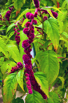 Beautiful love lies bleeding flowers and plant with pink velvet flowers, amaranthus caudatus, pendant amaranth flowers, foxtail amaranth or quilete flowers grown in the garden. Pink pendant blossom