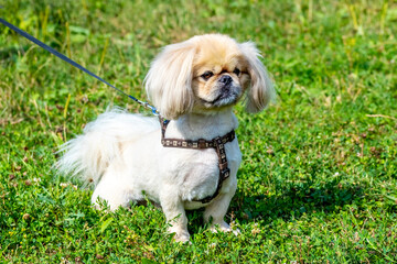 Little white Pekingese on a leash in the park during a walk