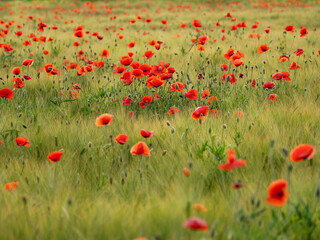 Red poppy flowers on field of rye. Green plants with red buds. Beautiful and fragile flowers at...
