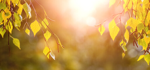 Naklejka na ściany i meble Autumn background with yellow birch leaves in bright sunlight