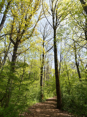Obraz premium Sentier et chemin de randonnée de la réserve naturelle autour et le long du plan d'eau de Michelbach dans le Haut-Rhin en Alsace