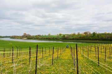 Fototapeta na wymiar Landschaft am Nord-Ostsee-Kanal mit Weinstöcken auf einer grünen Wiese mit gelben Butterblumen