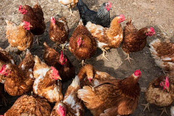 Frei laufendende rotbraune Hühner auf einem Freigehege