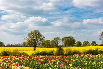 Bunte Tulpenbeete auf einem Bauernhof im Hintergrund ein gelbes Rapsfeld