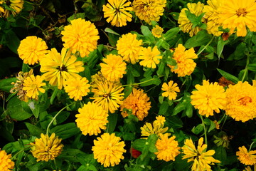 Marigold flowers bloom beautifully in the morning.	