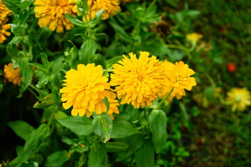 Marigold flowers bloom beautifully in the morning.
