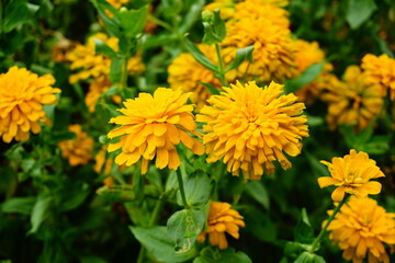 Marigold flowers bloom beautifully in the morning.
