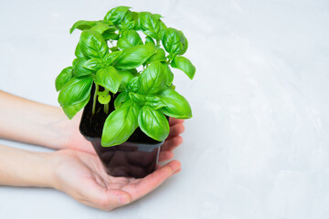 Fresh basil container in hands