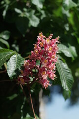 Blühende Kastanie in rosa mit grünem Blattwerk im Hintergrund, Aesculus hippocastanum