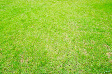 green grass background