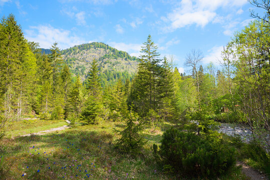 idyllic riparian zone Weissach river, meadow with spring flowers, upper bavaria
