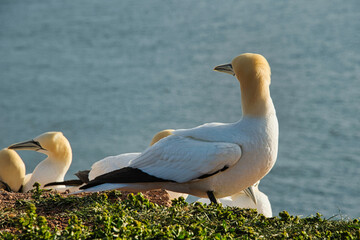 Bird, gannet on Heligoland Germany