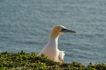 Bird, gannet on Heligoland Germany