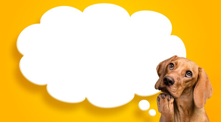 Smart dog thinking while looking up with bubble cloud space