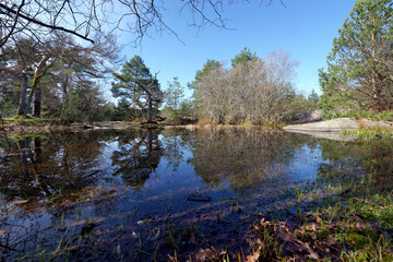 Franchard Pond il fontainebleau forest