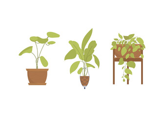 Set of indoor plants. Isolated. Flat style.