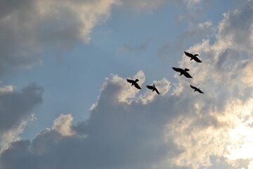 flock of birds