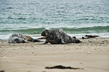 several seals on the beach with the sea in the background