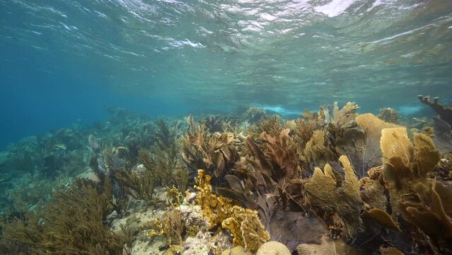 4K 120 fps Super Slow Motion: Seascape with various fish, coral, and sponge in the coral reef of the Caribbean Sea, Curacao