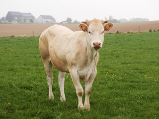 Fototapeta na wymiar Vache laitière dans un pâturage