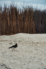 Bird on the beach of Heligoland Germany