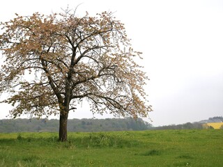 Arbre bourgeonnant isolé dans la campagne au printemps