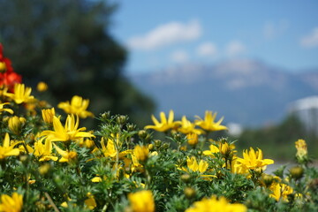 Flower between alps mountains during Spring