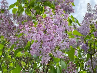 Foto op Canvas Lilac flowers bush in the garden. Beautiful pink purple lilac blossom. © OLENA