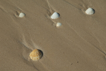 Shells of bivalve mollusks on the sand of a beach. Langue de Barbarie National Park. Saint-Louis. Senegal.