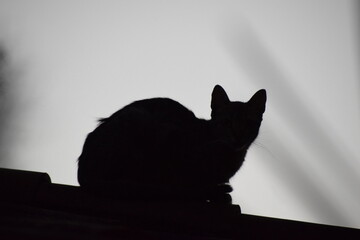 backlighting cat portrait over roof with clear sky - Powered by Adobe