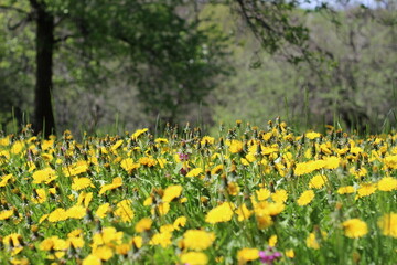 blooming yellow dandelions