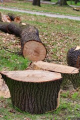 felled trees in the park