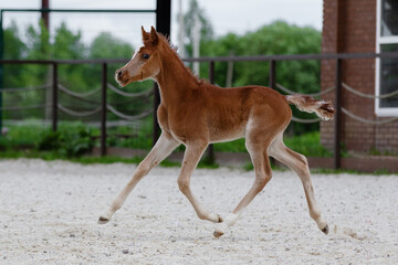 Young pretty arabian horse foal runs and frolics summer background