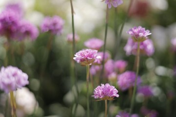 flowers in the field