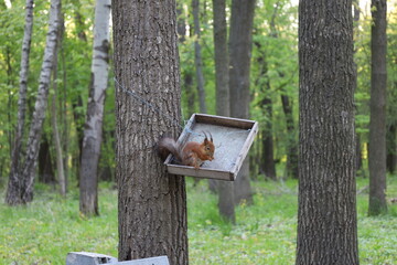 Squirrel eats in the spring forest