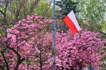 1st May holiday in Poland, Polish flag - obrazy, fototapety, plakaty