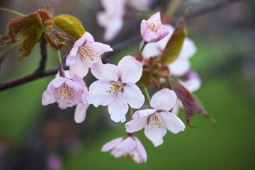 Soft focus Cherry Blossom or Sakura flower. Close up macro.