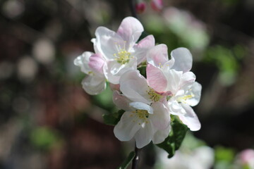Obraz na płótnie Canvas blooming apple tree