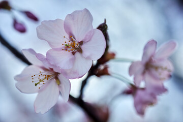 Soft focus Cherry Blossom or Sakura flower. Close up macro.