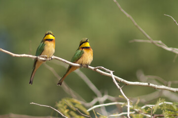 Little bee-eaters Merops pusillus on a branch. Langue de Barbarie National Park. Saint-Louis. Senegal.
